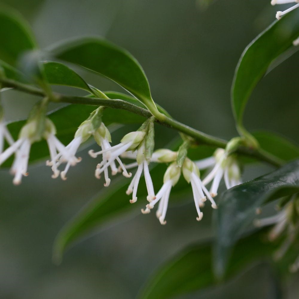 <i>Sarcococca confusa</i>- Gift Crate