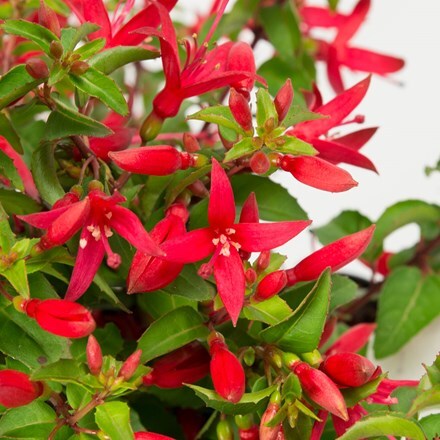 Picture of Fuchsia Chilli Red