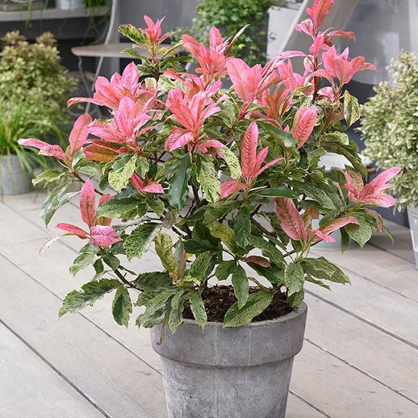 Photinia serratifolia Pink Crispy ('Oploo5') (PBR)