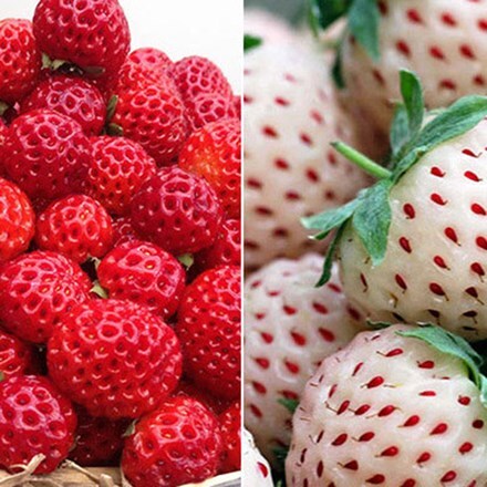 Picture of pineberry and framberry collection