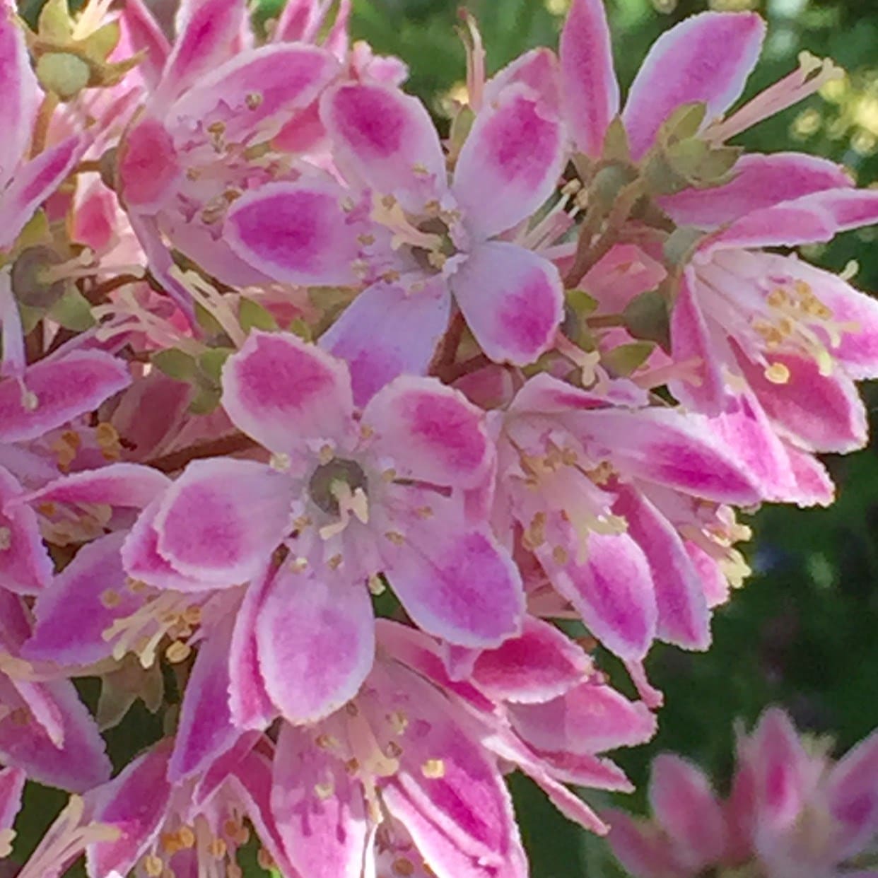 Deutzia × hybrida 'Strawberry Fields'