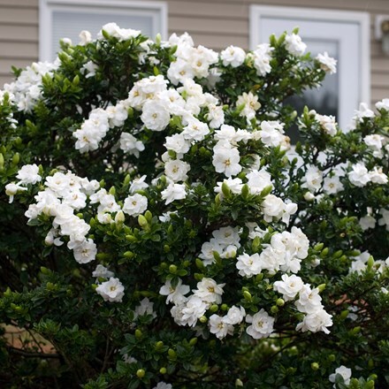 Picture of Gardenia jasminoides Crown Jewel (PBR)