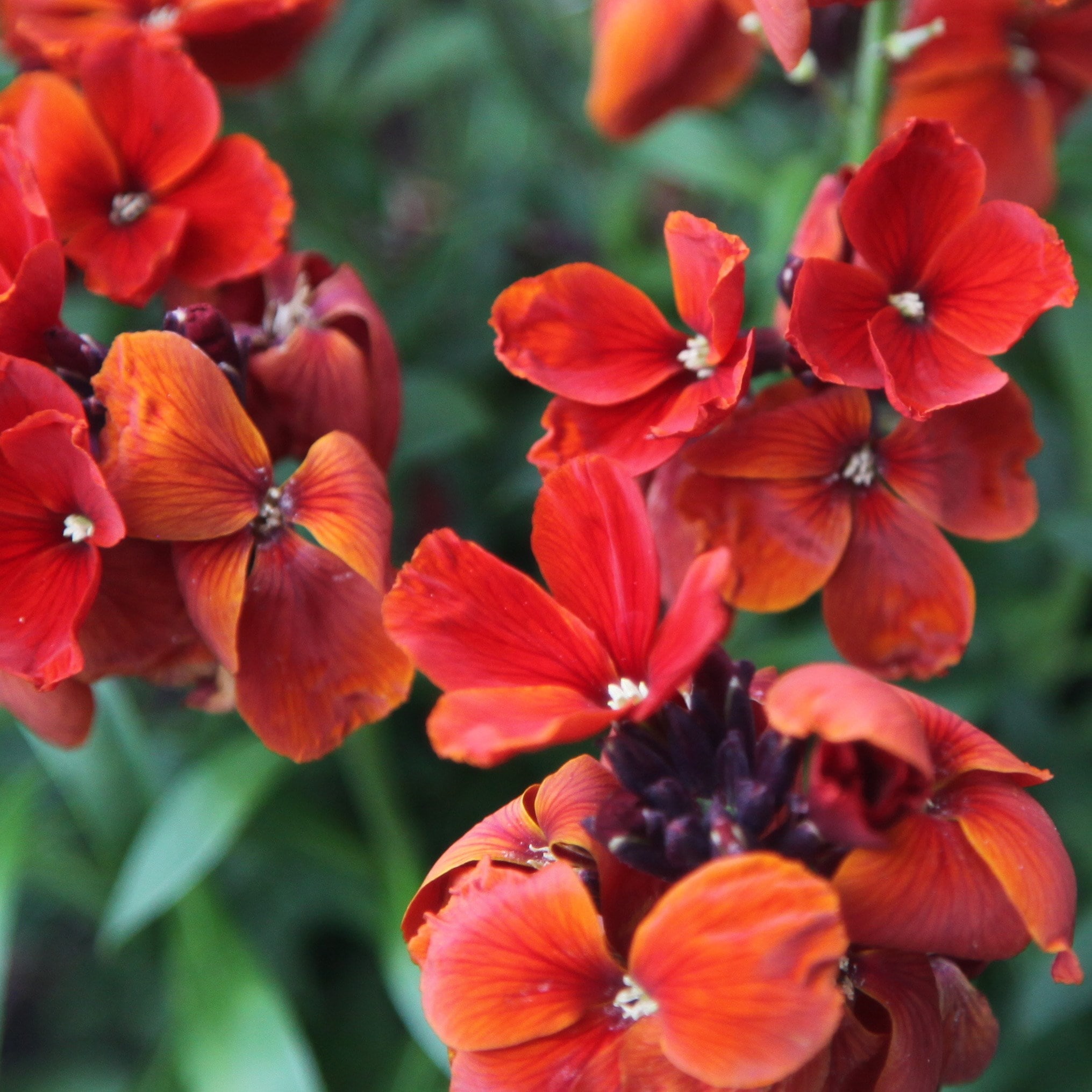 Buy wallflower - Erysimum Erysimum Fire King: £2.99 Delivery