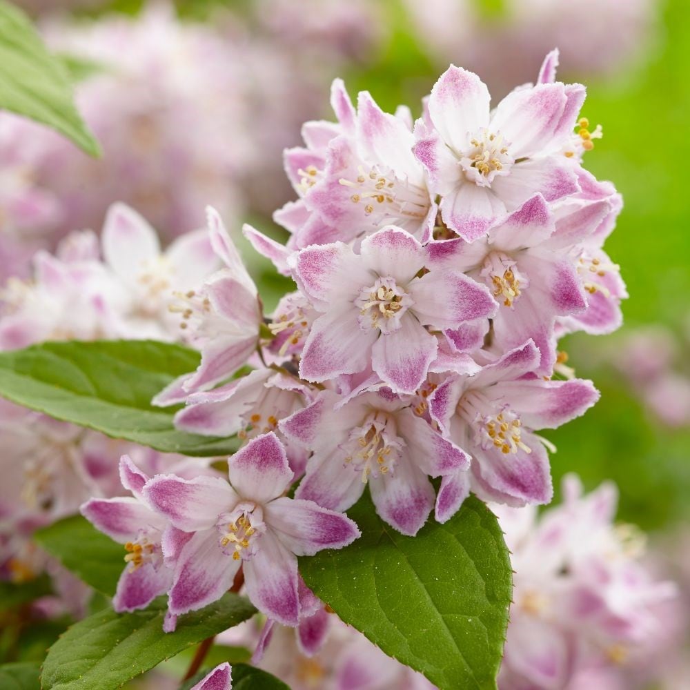 <i>Deutzia</i> <b class=small-caps>Raspberry Sundae</b> ('Low 18') (PBR)