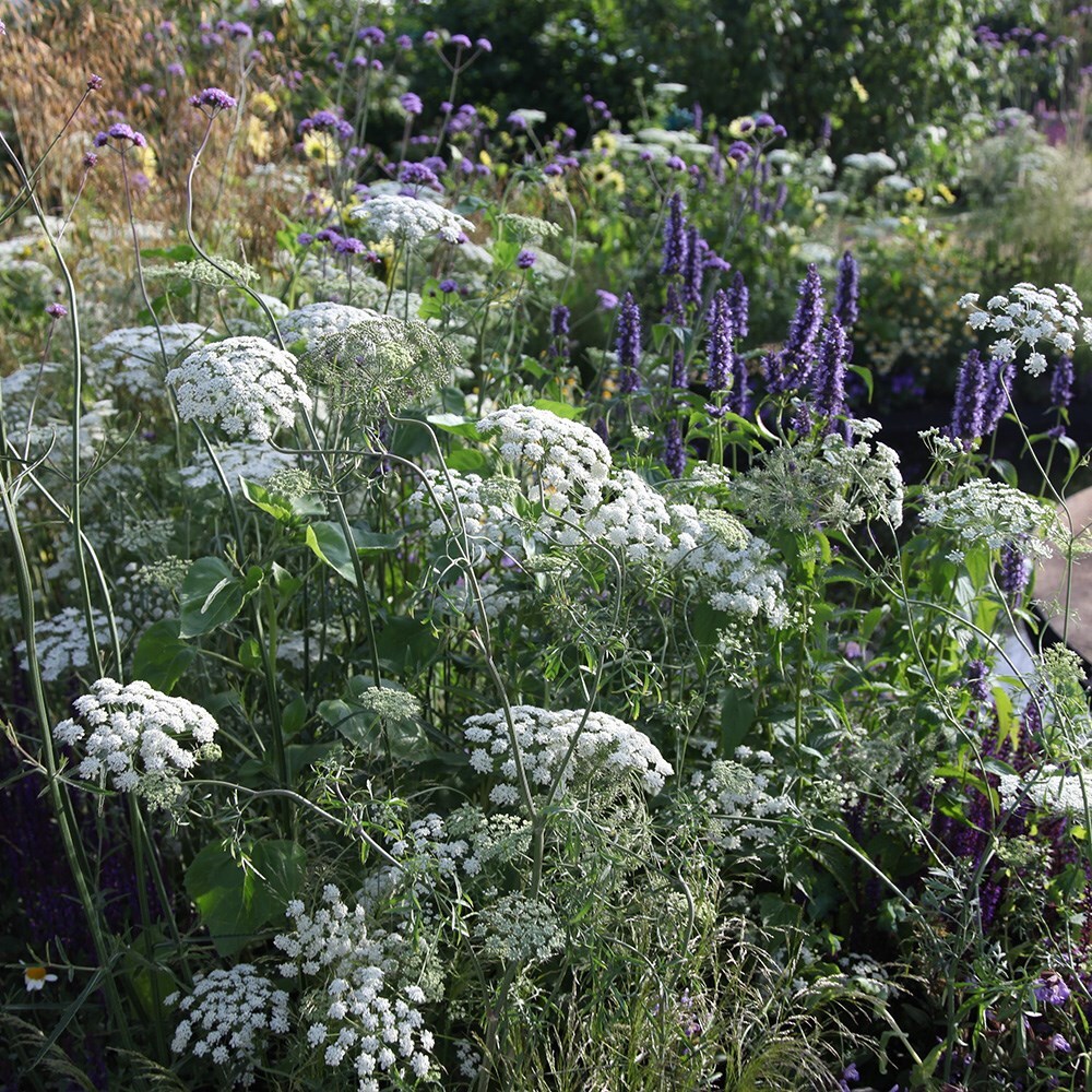 Buy bishop's weed Ammi majus: £6.99 Delivery by Crocus