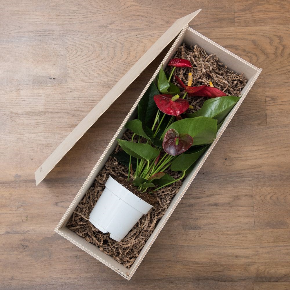 <i>Anthurium</i> 'Red Champion' - Gift Crate