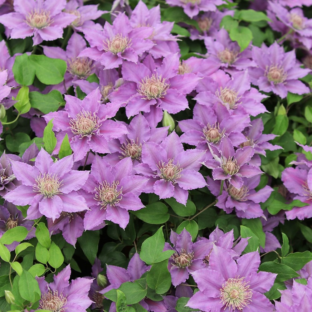 clematis (group 2)