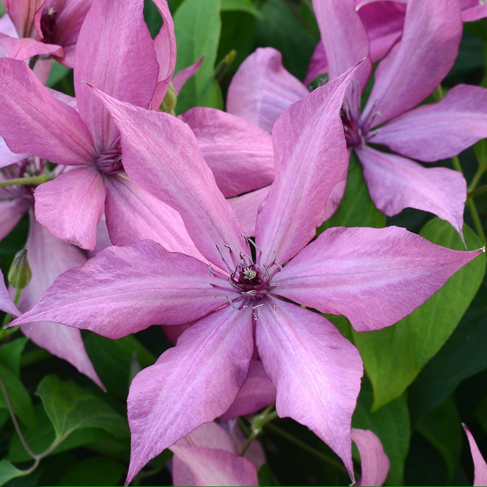 <i>Clematis</i> <b class=small-caps>Giselle</b> ('Evipo051') (PBR)