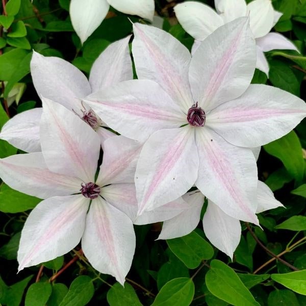 Clematis Tsukiko ('Evipo110') (PBR) (Garland Series)