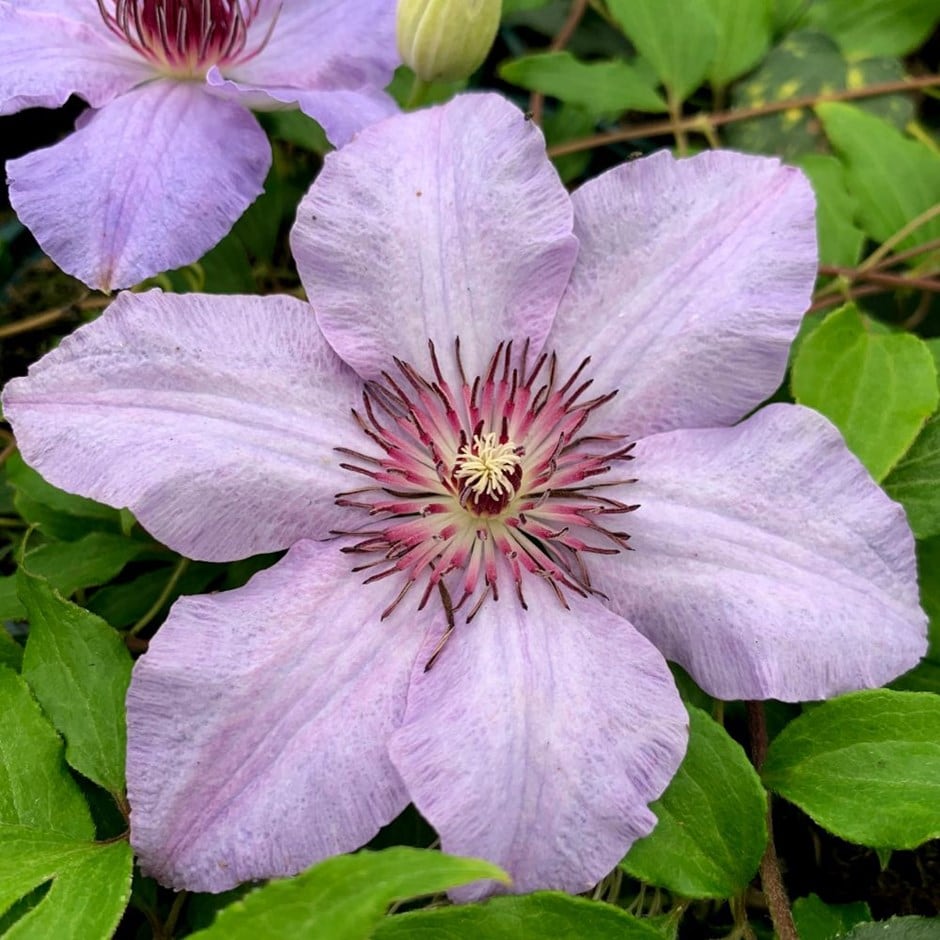 <i>Clematis</i> 'The First Lady'