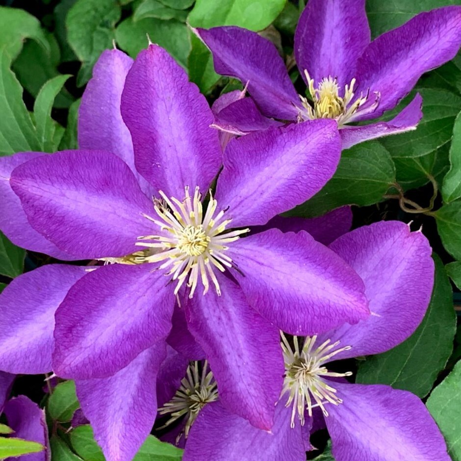 Clematis