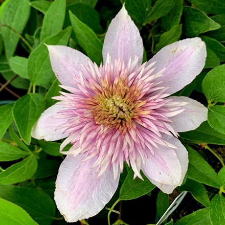 Picture of Clematis Moonglow