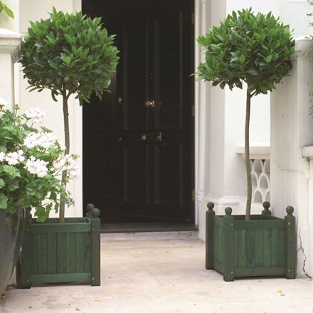 Picture of Laurus nobilis