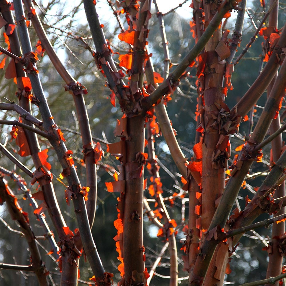 Product options image