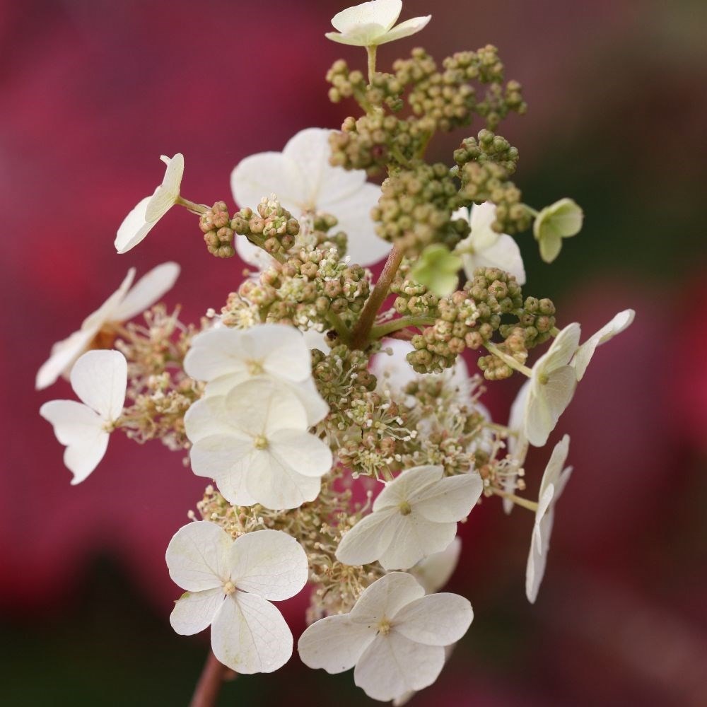 oak-leaved hydrangea