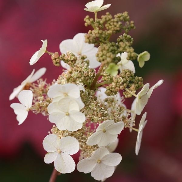 Hydrangea quercifolia