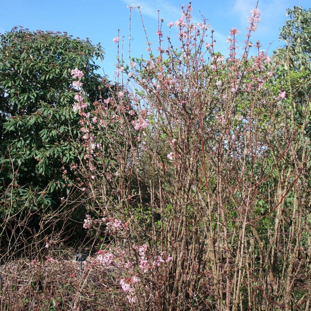 Buy viburnum Viburnum × bodnantense Charles Lamont £89.99 Delivery by Crocus