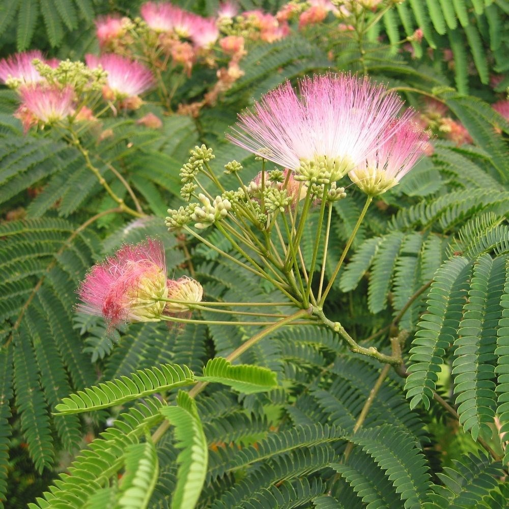 Buy Albizia julibrissin Tropical Dream Albizia julibrissin Tropical ...