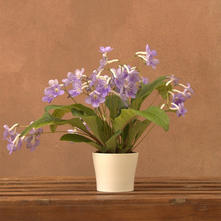 <i>Streptocarpus</i> 'Bethan' & ceramic pot cover