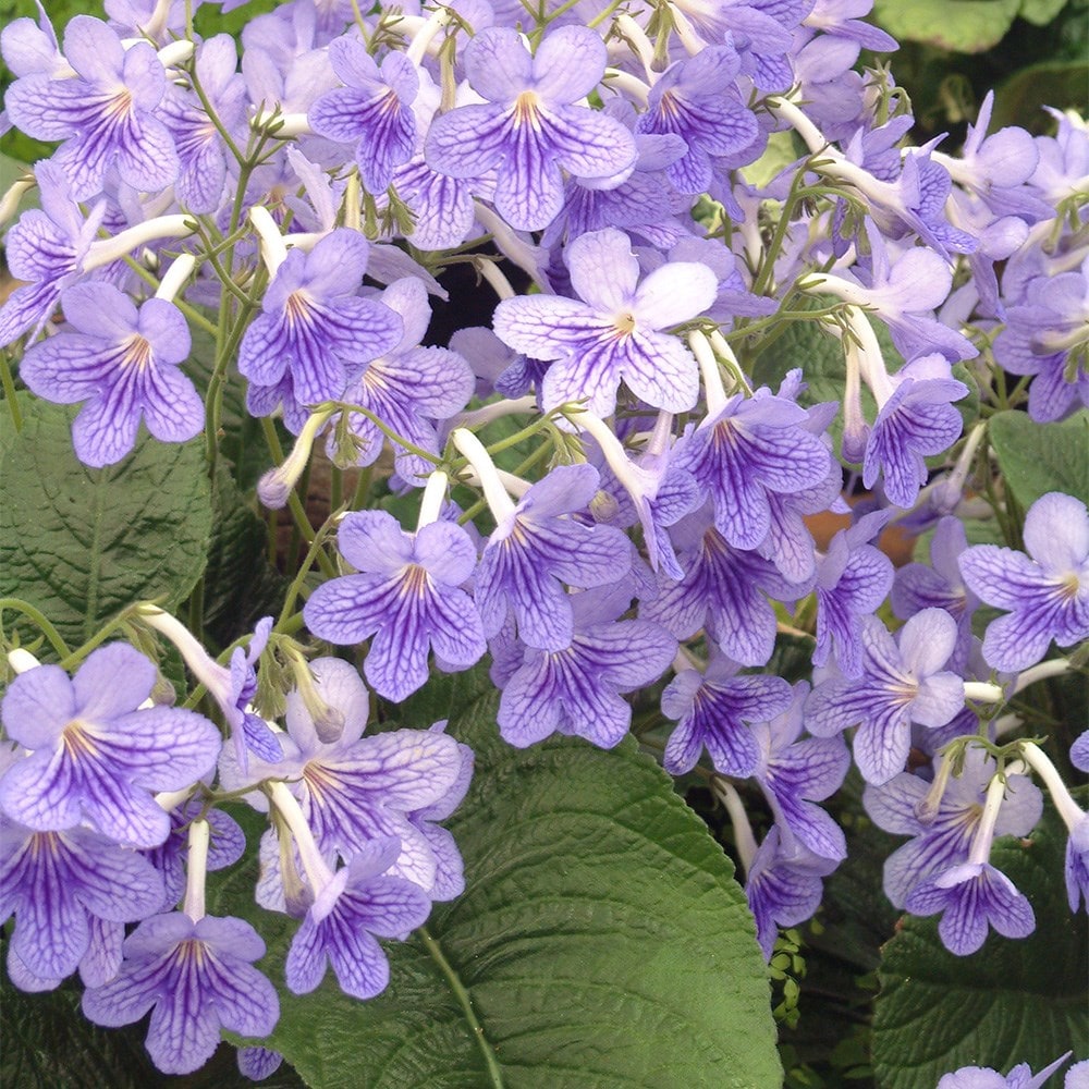 <i>Streptocarpus</i> 'Bethan' & ceramic pot cover