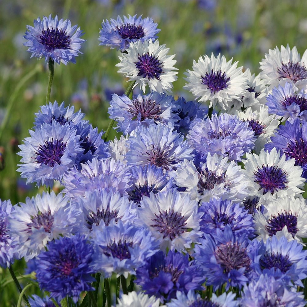 cornflower