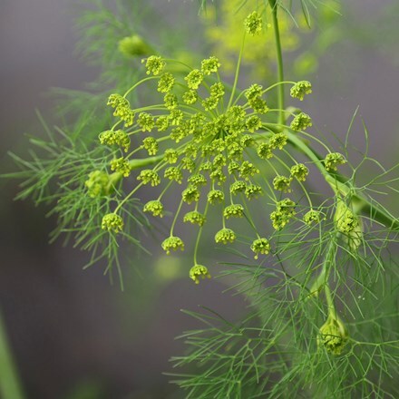 Picture of Ridolfia segetum