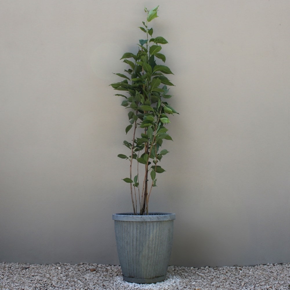 Product options image