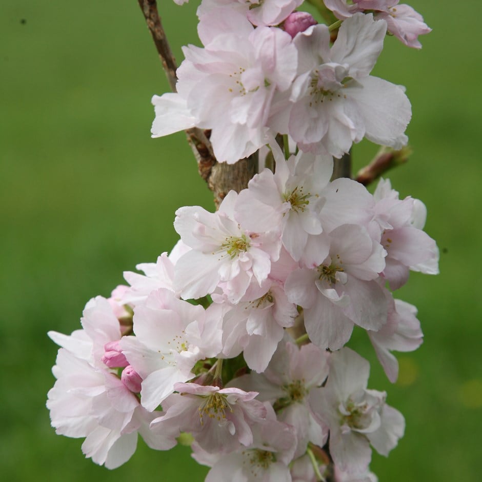 <i>Prunus</i> 'Amanogawa'