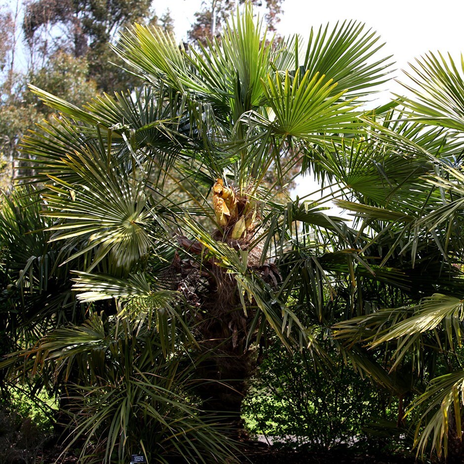 chusan palm
