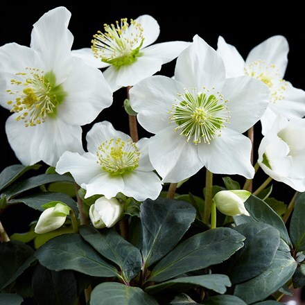 Picture of Helleborus niger Christmas Carol