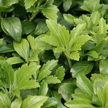 Picture of Pachysandra terminalis