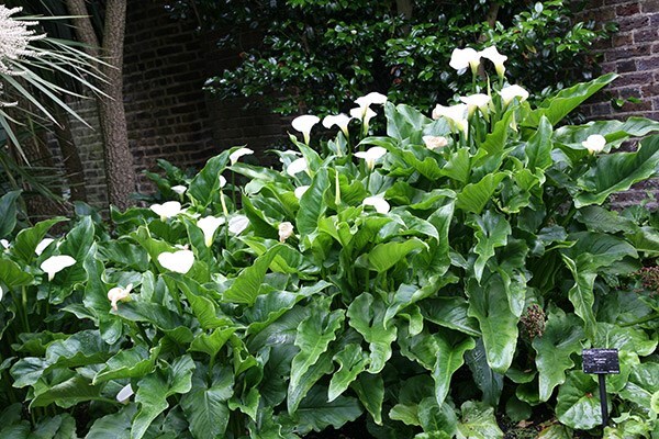 Buy arum lily Zantedeschia aethiopica Crowborough: £8.99 Delivery by Crocus