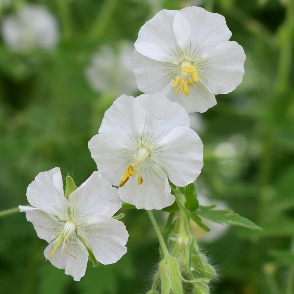 <i>Geranium phaeum</i> 'Album'