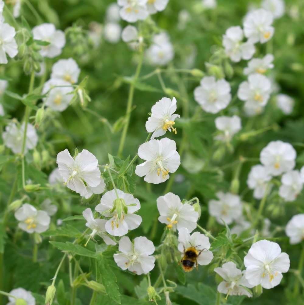 <i>Geranium phaeum</i> 'Album'