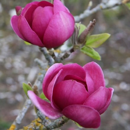 Magnolia Black Tulip ('Jurmag1') (PBR)