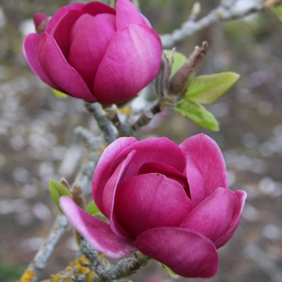 <i>Magnolia</i> <b class=small-caps>Black Tulip</b> ('Jurmag1') (PBR)