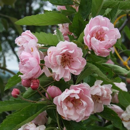 Picture of Malus ioensis Fimbriata
