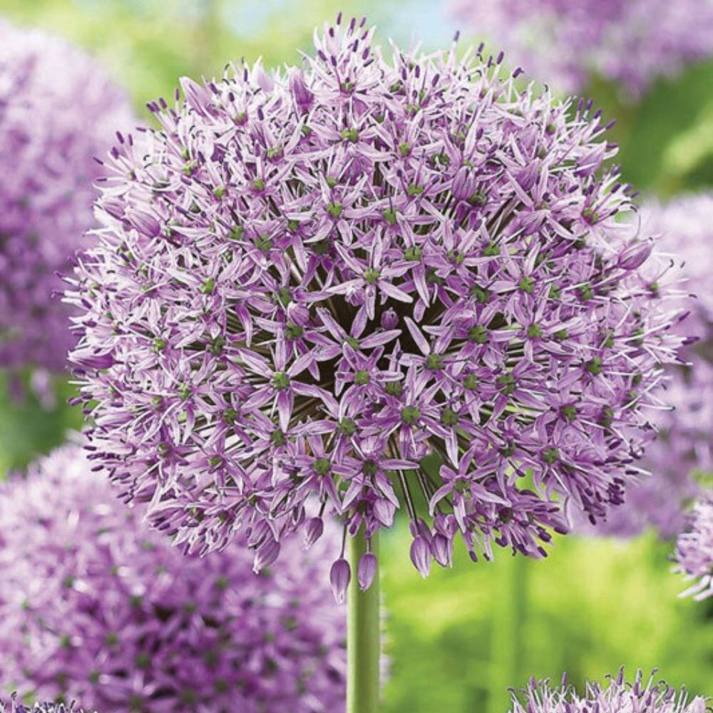 5 Allium Gladiator Purple Bulbs Hardy Summer Perennial Plant Grows Up to 120Cm High GARTHWAITE NURSERIES® UK Stockist