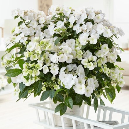 Picture of Hydrangea Runaway Bride Snow White ('USHYD0405') (PBR)