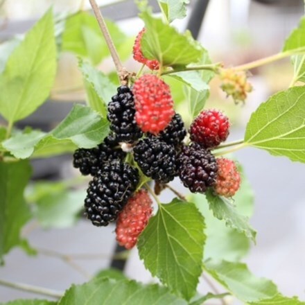 dwarf mulberry Mojo Berry ('Matsunaga') (PBR)