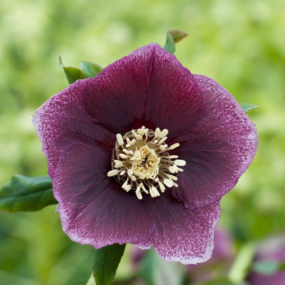 Lenten rose or hellebore