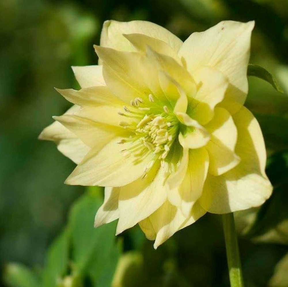 Lenten rose hellebore