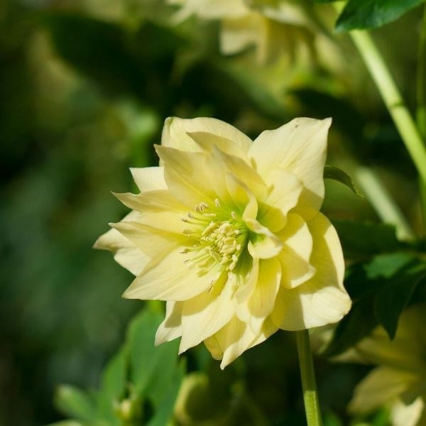 Helleborus × hybridus Harvington double yellow
