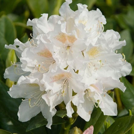 Picture of Rhododendron Cunningham's White