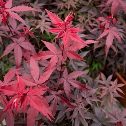 Picture of Acer palmatum Twombly's Red Sentinel