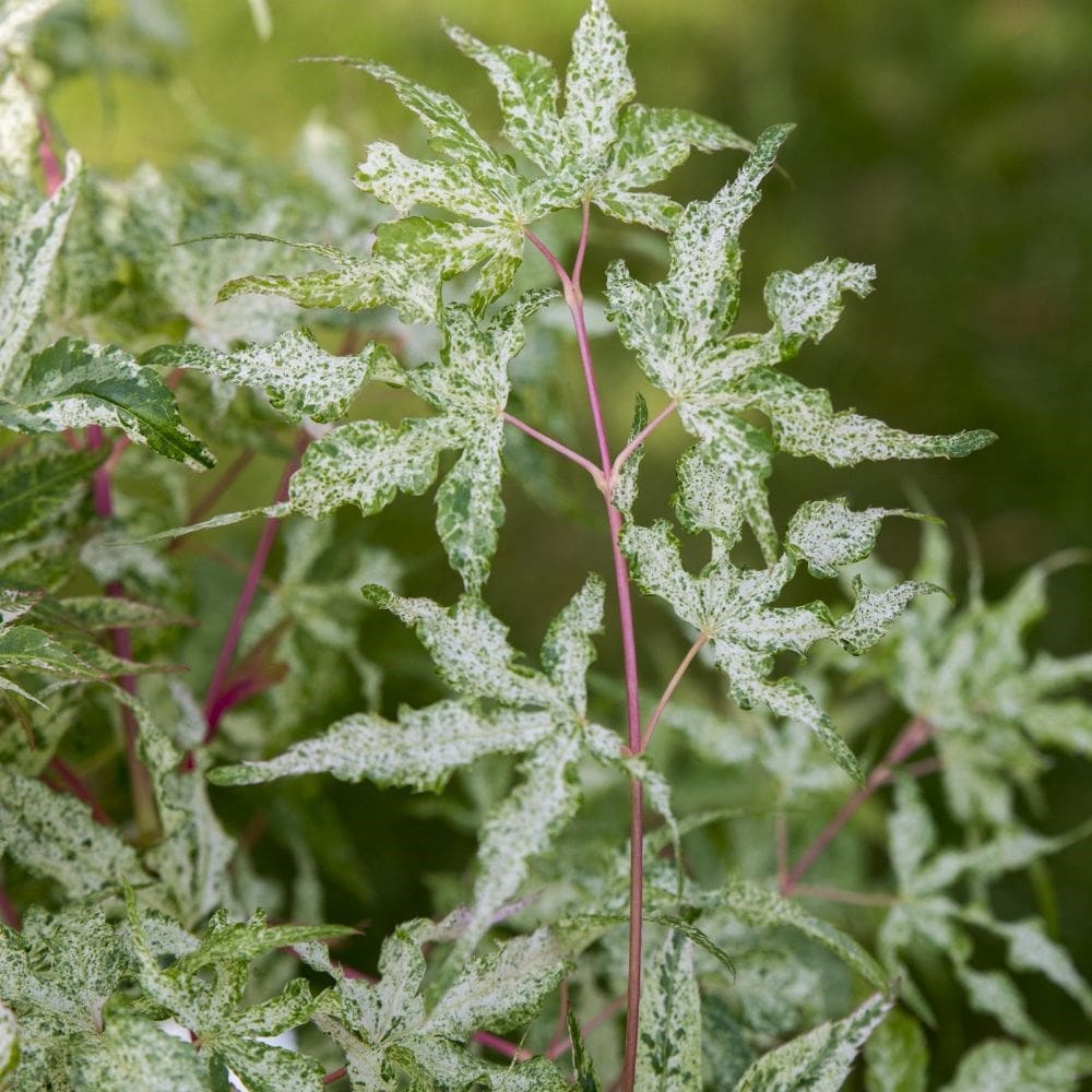 <i>Acer palmatum</i> 'Uki-gumo'