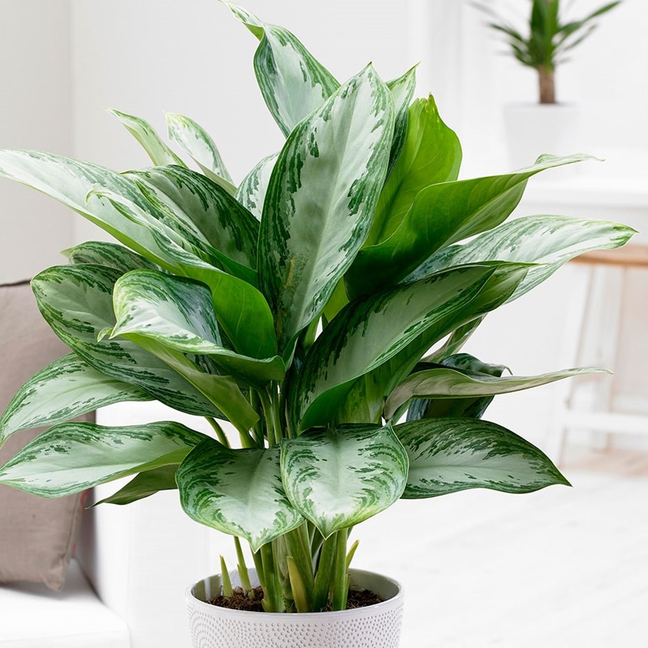 Buy Chinese evergreen Aglaonema Jubilee Compacta PBR Buy Chinese evergreen Aglaonema Jubilee Compacta PBR