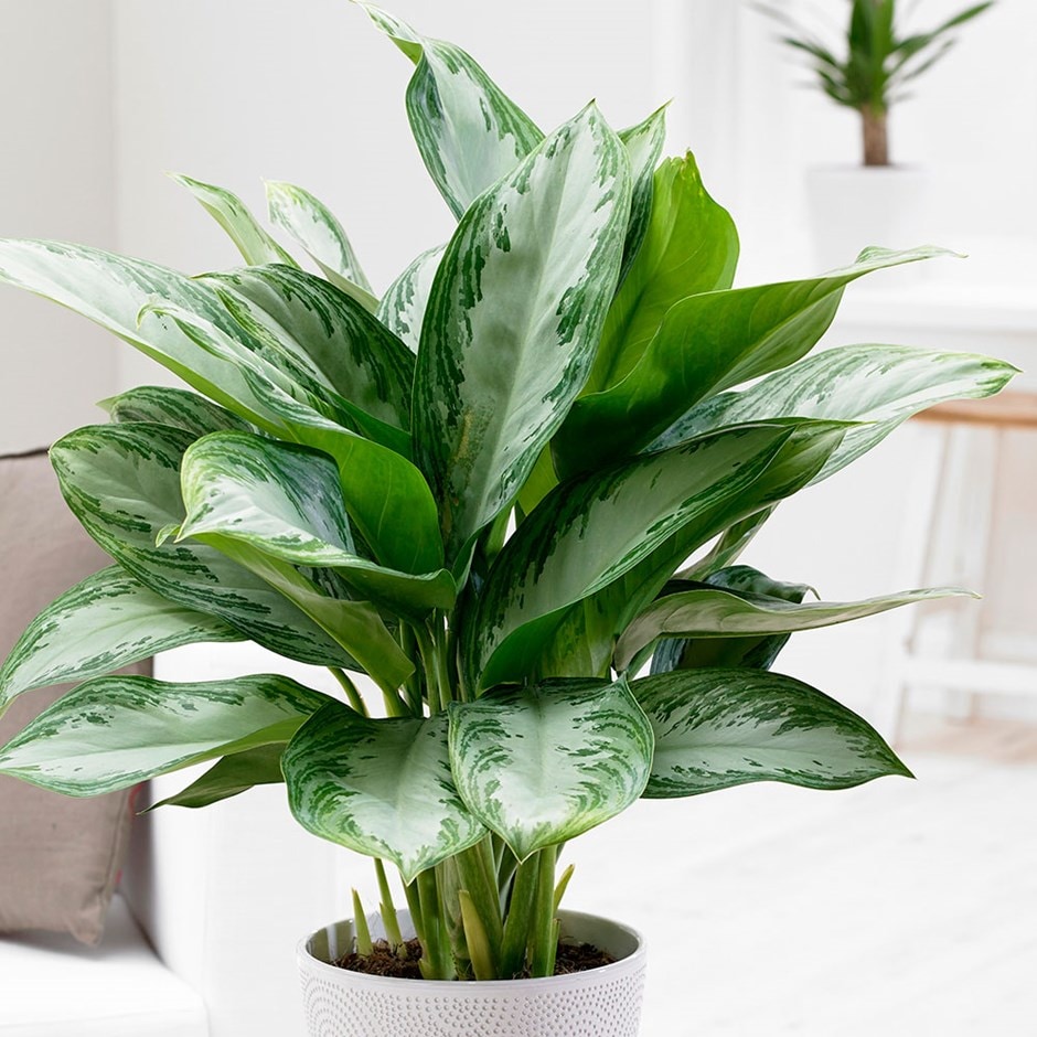 Buy Chinese evergreen Aglaonema  Jubilee Compacta  PBR  