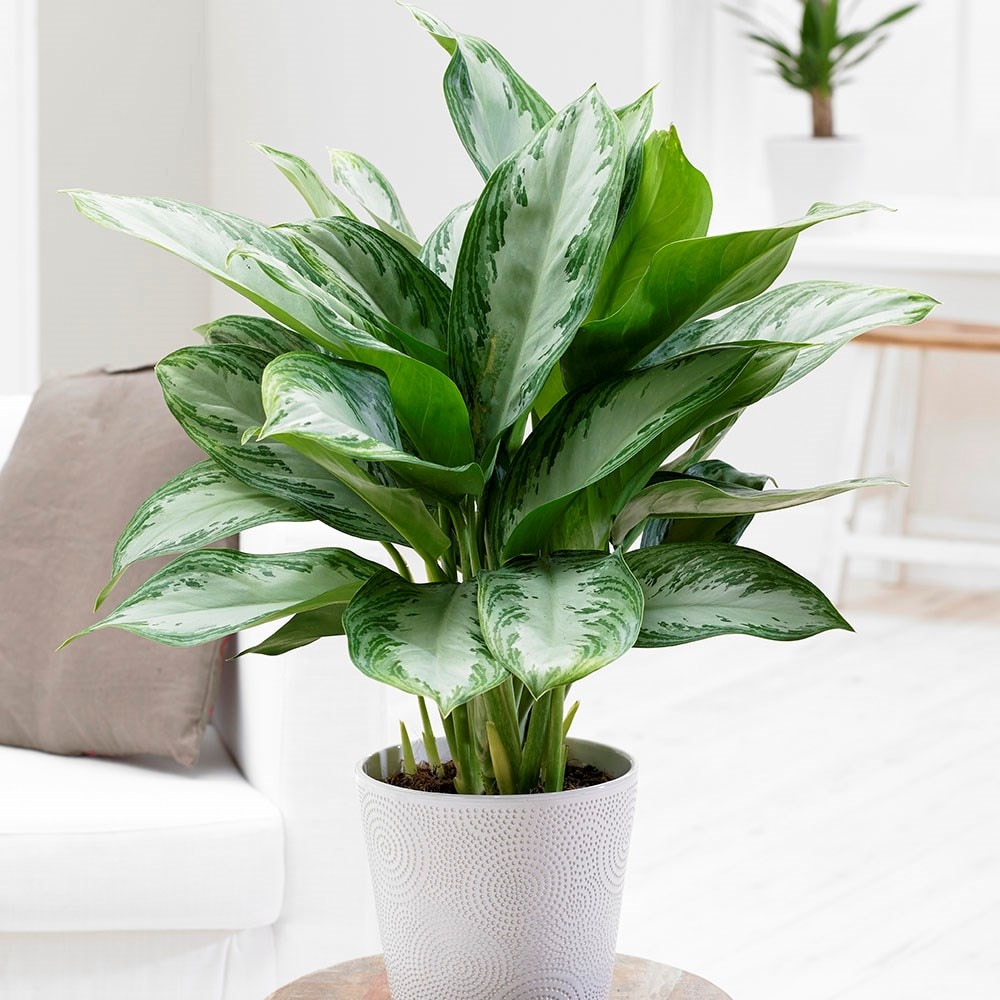 Buy Chinese evergreen Aglaonema 'Jubilee Compacta (PBR)': Delivery by Waitrose Garden