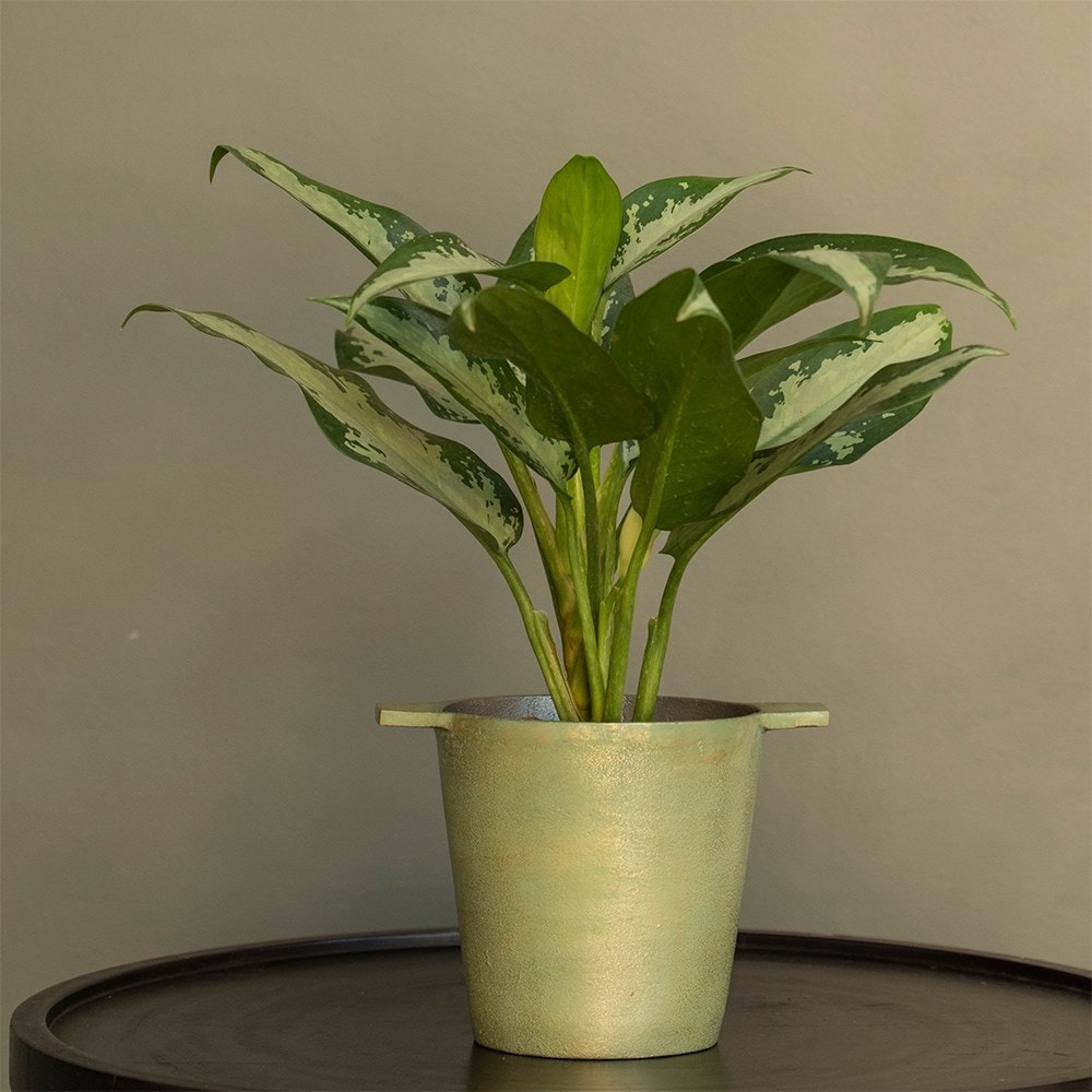 <I>Aglaonema</i> 'Jubilee Compacta' (PBR)